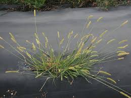 Maybe you would like to learn more about one of these? Yellow Bristle Grass Dairynz