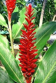 Dream Garden Flowers And Plants Flowers And Plants I Want To Plant And Grow The Real Myfarm Tropical Garden Plants Tropical Patio Tropical Landscaping