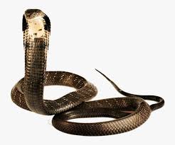 Download free snake png images. Cobra Snake Png Image Png King Cobra Png Image Transparent Png Free Download On Seekpng