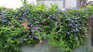 Image result for Ipomoea tricolor