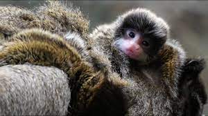 We did not find results for: Two Emperor Tamarin Babies Youtube