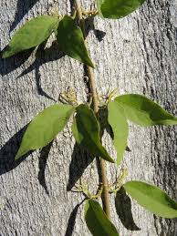 Image result for Dolichandra unguis-cati