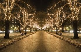 December Lights Lights Christmas Lights Street Trees
