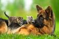 German Shepherds and Cats | Pure Shepherd