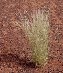 Image result for Aristida meridionalis