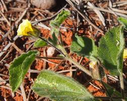 Image result for Abutilon englerianum