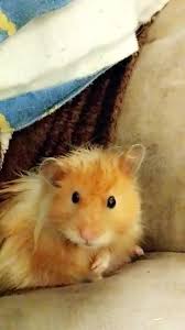 When you're ready for a new family pet, request an appointment to. Staring Contest Ginger Lost Ginger The Long Haired Hamster