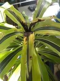 Dracaena deremensis 'lemon lime' € 13,99. Ever Seen Brand New Leaves Come In Completely Black Dracena Lemon Lime Hates Me More In Comments Plantclinic