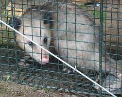 Possum Chicken Predators How To Protect Your Chickens From Possums Chickens Backyard Chickens Pet Chickens