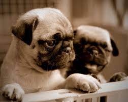 Gear you'll need for your new dog. Akc Ukc And Ckc Dog Training Nation