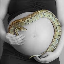 One Of Our Beautiful Lesser Platinum Ball Pythons And My Baby Bump Beautiful Beautiful Snakes Ball Python Morphs Ball Python