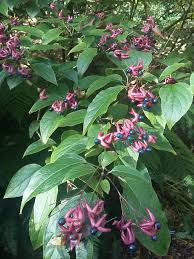 Image result for Clerodendrum melanocrater