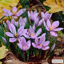 Saffron Crocus Bulbos De Flor Flores Exoticas Plantas