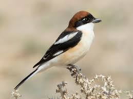 Guêpes, gros criquets et diptères de grande. Pie Grieche A Tete Rousse Ebird