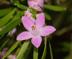 Image result for Eriosema robinsonii