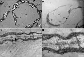 Why do animal cells not have plasmodesmata. Plasmodesmata Are Structures That Persist Under Autophagy Conditions Download Scientific Diagram