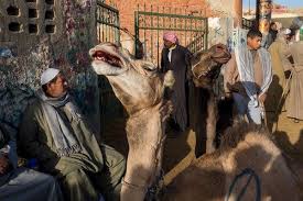 Hemingway lived an adventurous life, participating in both world war i and world war ii. At Egypt S Tourism Gems Animal Abuse Is An Ugly Flaw The New York Times