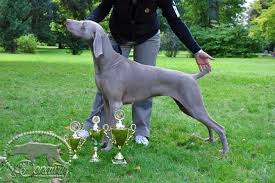 Novinky :: * * * * * * * * * * de Donawitz..."chováme s láskou" * * * * * *  * * * *