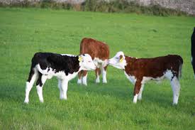 Posts About Hereford Bull On Faraway Fields Miniature Cow Breeds Pet Cows Hereford Cattle