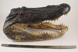 All of these alligator heads for sale are from alligator farms and licensed hunts. 11 Foot Alligator Head