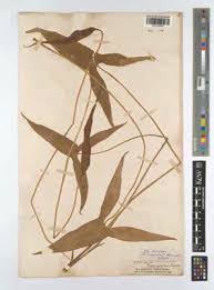 Image result for Centemopsis filiformis