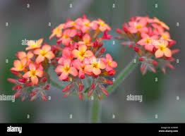 Image result for Kalanchoe velutina