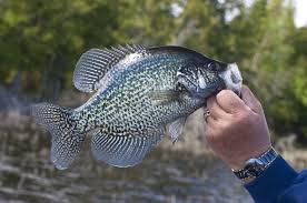 We did not find results for: Complete Guide What Crappie Eat Best Crappie Baits