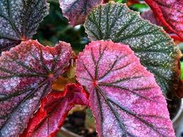 Image result for Begonia oxyloba