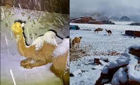 Flight of the snow goose. Watch Camels Look Confused As Snow Storm Hits Northern Parts Of Saudi Arabia