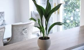 Tetapi, jika kamu berhasil membuatnya maka kamu bisa menjadi meskipun cukup sempit, kamu bisa membuat taman rumah minimalis yang cantik dengan beberapa bunga dan tanaman hias dalam pot. 10 Tanaman Hias Indoor Yang Cocok Untuk Rumah Minimalis Kumparan Com