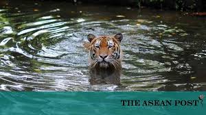 Its strong and brawny appearance is indeed what makes malaysians revere this big cat and choose it as the country's national animal. Malaysia S National Symbol No More The Asean Post