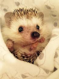 Baby hedgehogs are also born blind! Igel Zum Lieb Haben Cute Animals Cute Hedgehog Baby Hedgehog