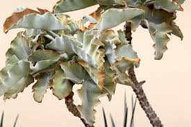 Pin On Fuzzy Succulents