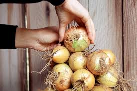 Details on how to freeze onions, dehydrate onions, and turn onions into onion powder. How To Store Onions Bbc Gardeners World Magazine