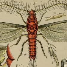 Image result for Icuria