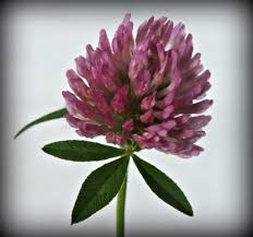 Find & download free graphic resources for clover flower. Clover Red Wildfoods 4 Wildlife