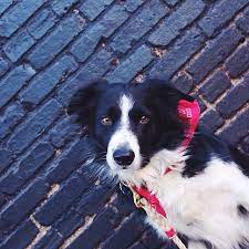Find Momo The Playful Adventures Of A Hiding Border Collie Collie Border Collie Real Dog