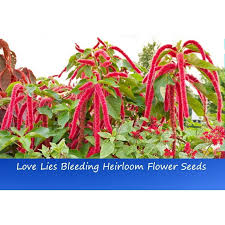 Image result for Amaranthus caudatus