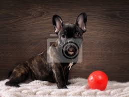 Der perfekte teppich für haushalte mit jeder teppana teppich kommt in zwei teilen zu dir: Hund Sitzt Auf Dem Teppich Neben Einem Spielzeug Ein Roter Fototapete Fototapeten Franzosische Bulldogge Knabbern Bulldogge Myloview De