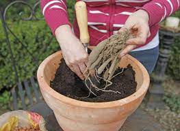 Bei einem drohenden frost ist es ratsam, die bereits ausgetriebenen pflanzen abzudecken. Dahlien Im Topf Pflanzen Und Pflegen Mein Schoner Garten
