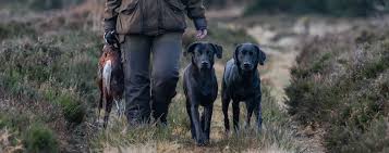 Det forventes, at kommende ejere har forståelse for, at dette er ft labrador retrievere, der kræver træning og stimulering af deres naturlige evner. Forside Kennel Neatmoor