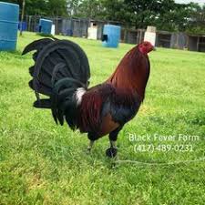 Flarry eye greys are beautiful game fowl that originated in ireland and were probably brought to the united states in the late 1800s. Pin On Animals