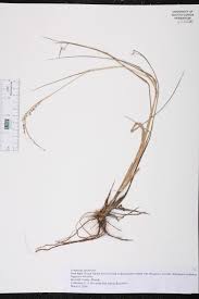 Image result for Eragrostis atrovirens