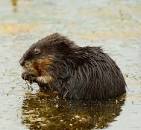 Muskrats - Loudoun Wildlife Conservancy