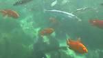 San Diego Snorkeling - Deals in San Diego, CA Groupon