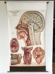 Frohse Anatomical Chart By A J Nystrom Plate No 7 Head 1918 Signed