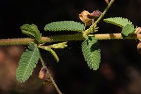 Image result for Aeschynomene mimosifolia