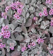 Image result for Kalanchoe pumila