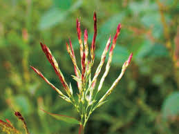 Image result for Arthraxon lancifolius