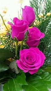 Rosa With Images Beautiful Rose Flowers Beautiful Roses Hybrid Tea Roses